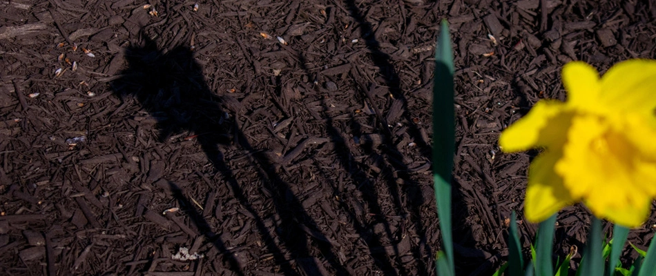 Shadow from the sun over a planting in a landscape bed in Greensboro, NC.