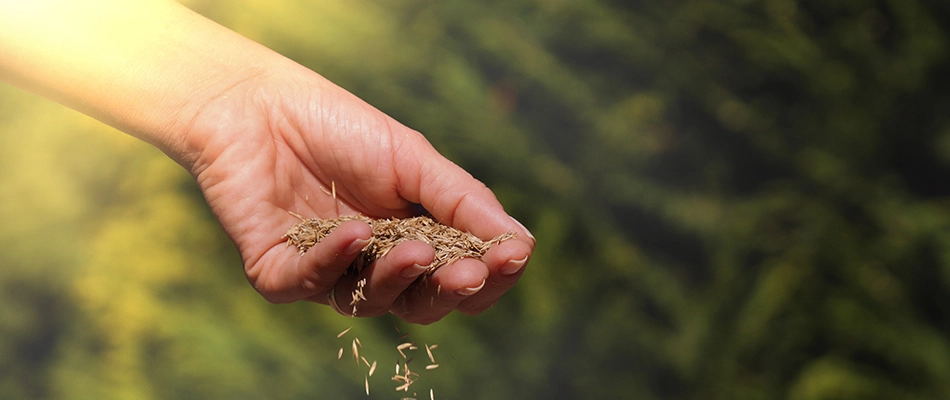 Tall fescue seeds being poured over lawn in Greensboro, NC.