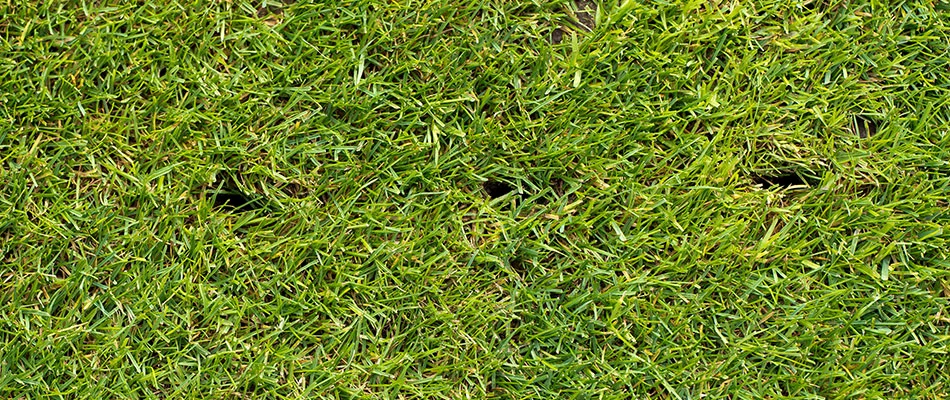 Aerated lawn in Trinity, NC.