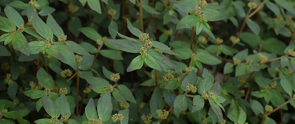 Spurge weeds growing in a lawn in Trinity, NC.