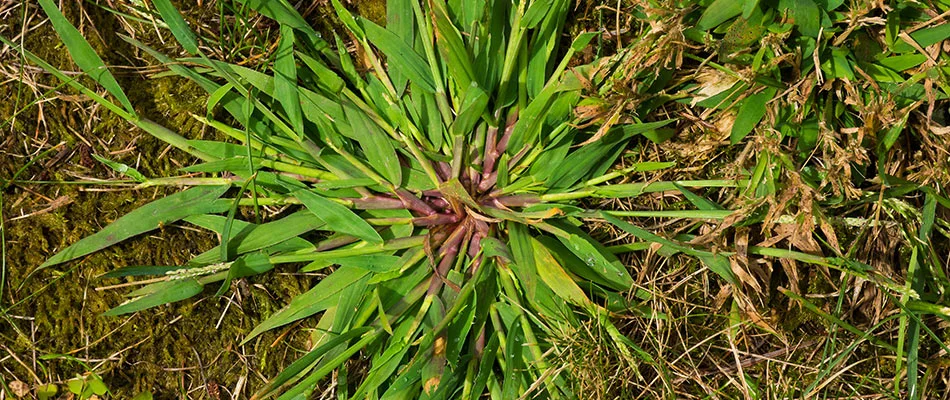 Crabgrass weed in a lawn in Greensboro, NC.