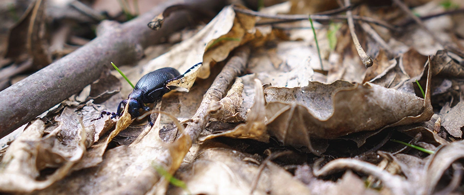 Bug found in a pile of leaves in a lawn in Greensboro, NC.