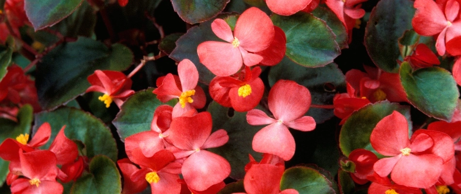 Impatiens flowers in landscape in Winston-Salem, NC.