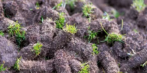 Lawn aeration soil cores with bright patches of grass near Winston-Salem, NC.