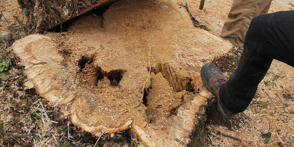 A stump with debris on it