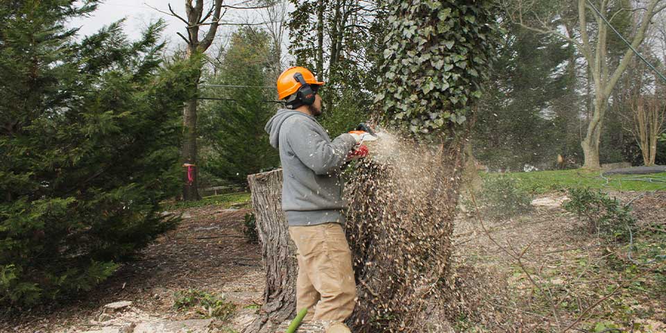 Sam's Services tree removal referral service