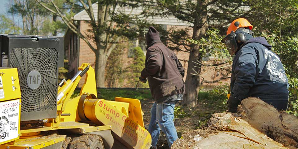 Sam's Services crew members grinding a stump