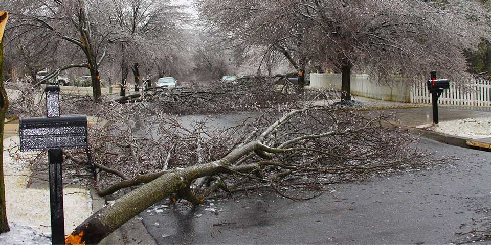 A fallen tree in the road