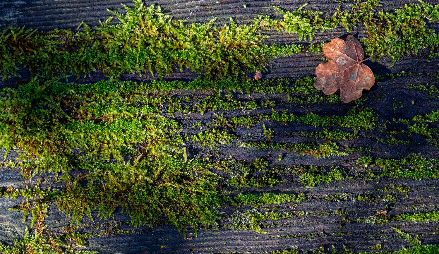 Moss green background