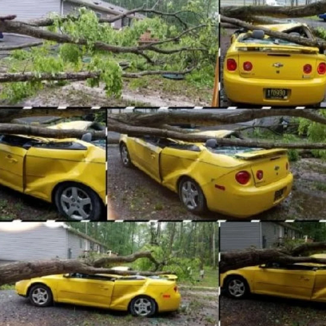 car damaged by fallen tree during storm
