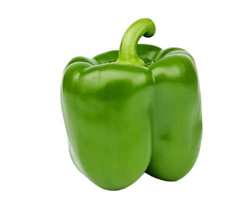 Capsicum
