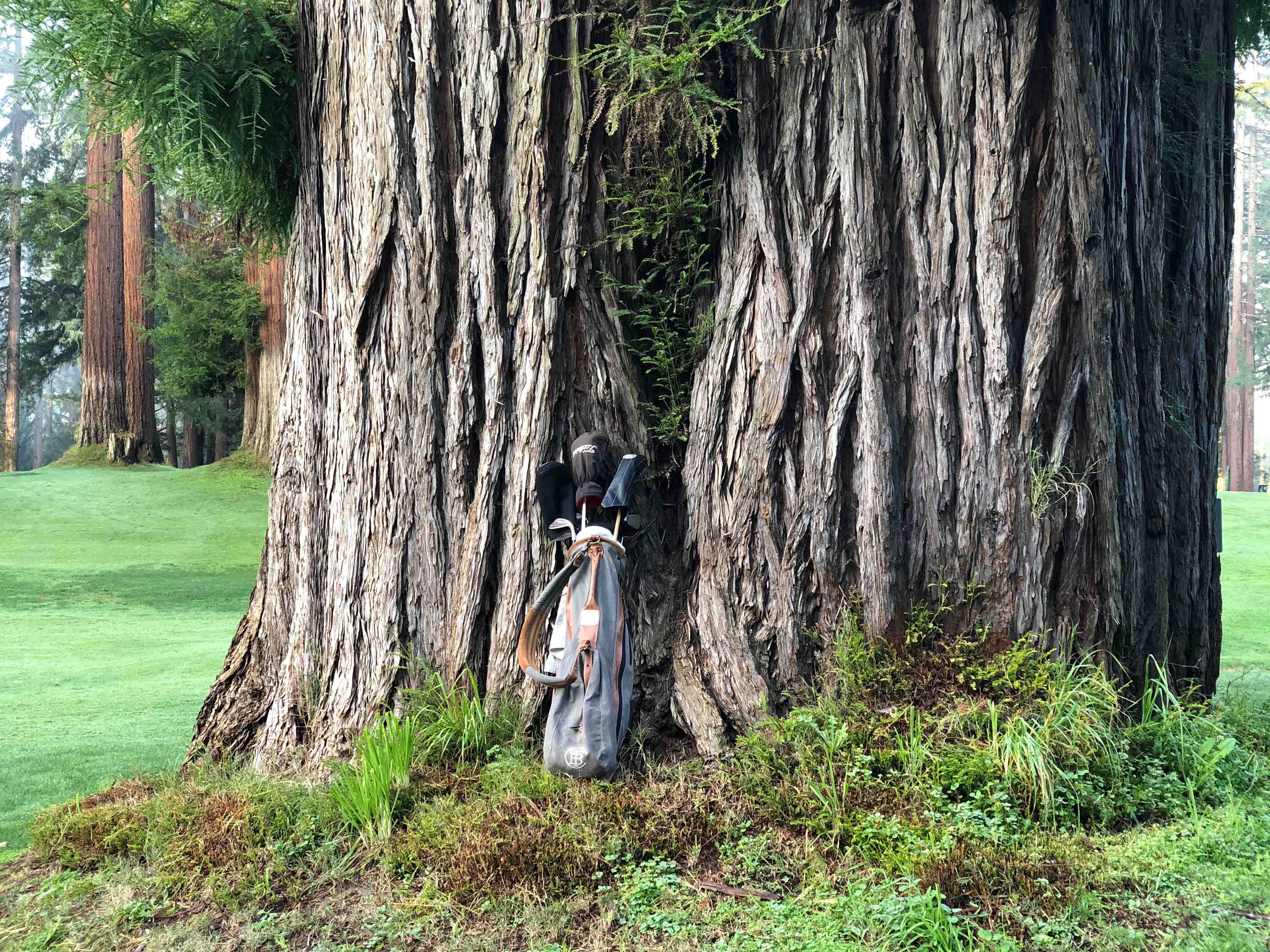 Game of the Week: The Card Game