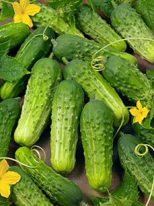 Az uborka betakarítása hazánkban június vége és szeptember közepe között történik. Eredetileg ezt az időszakot nevezték uborkaszezonnak.