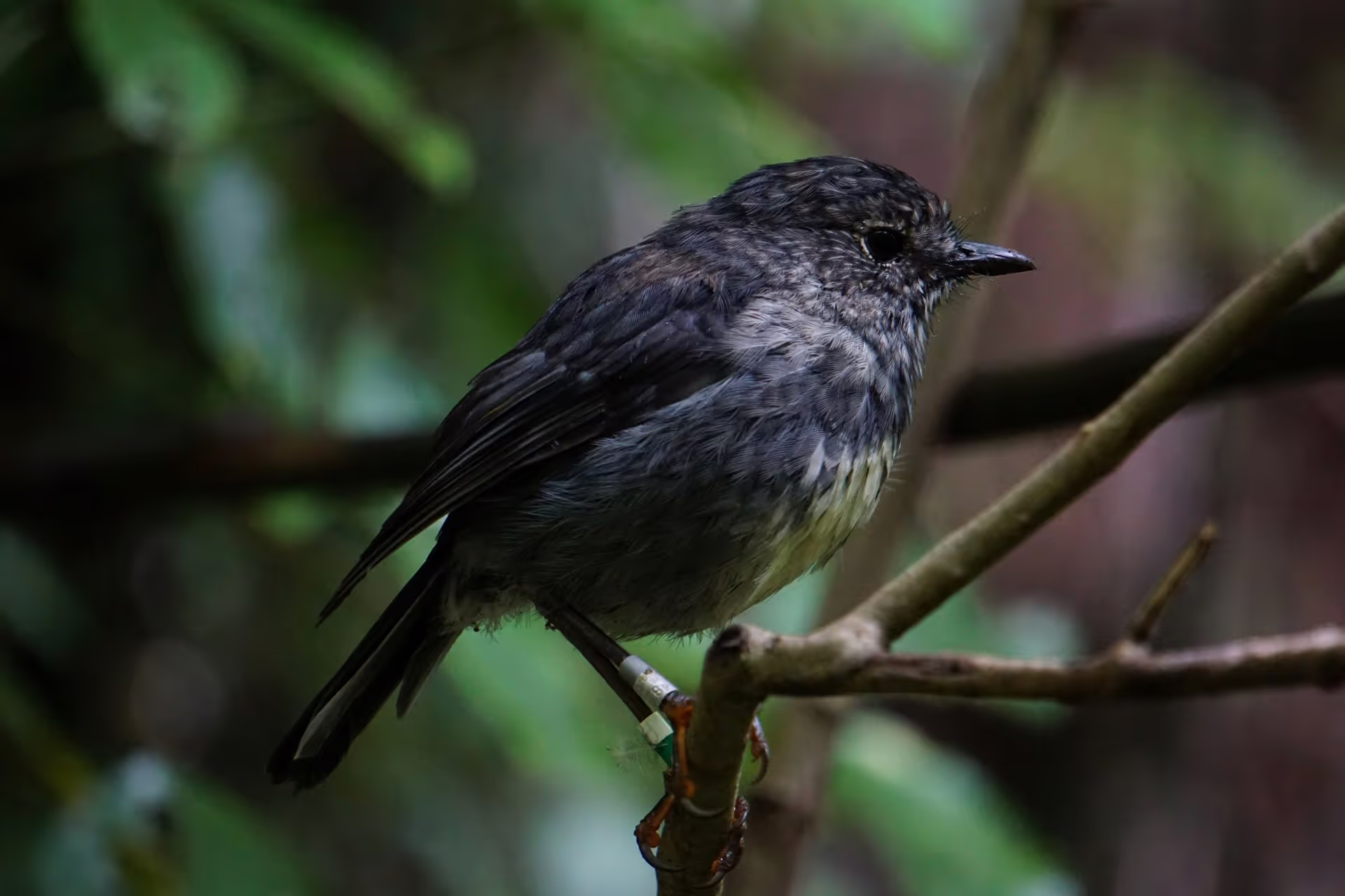 A small, dark gray bird perched on a branch, surrounded by lush green foliage, softly blending into its natural habitat.