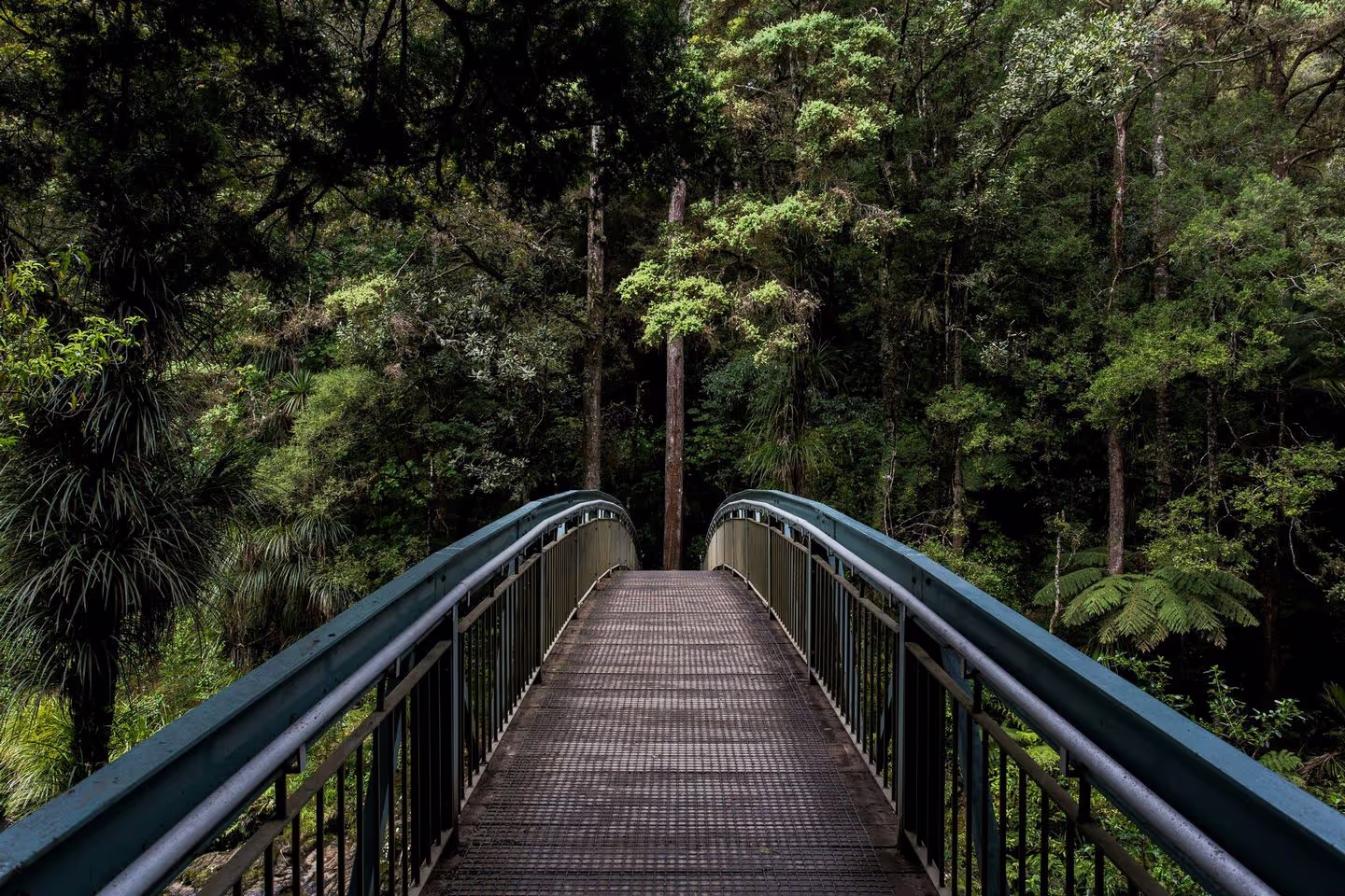 A narrow wooden bridge leads through a lush, green forest, surrounded by tall trees and vibrant foliage.