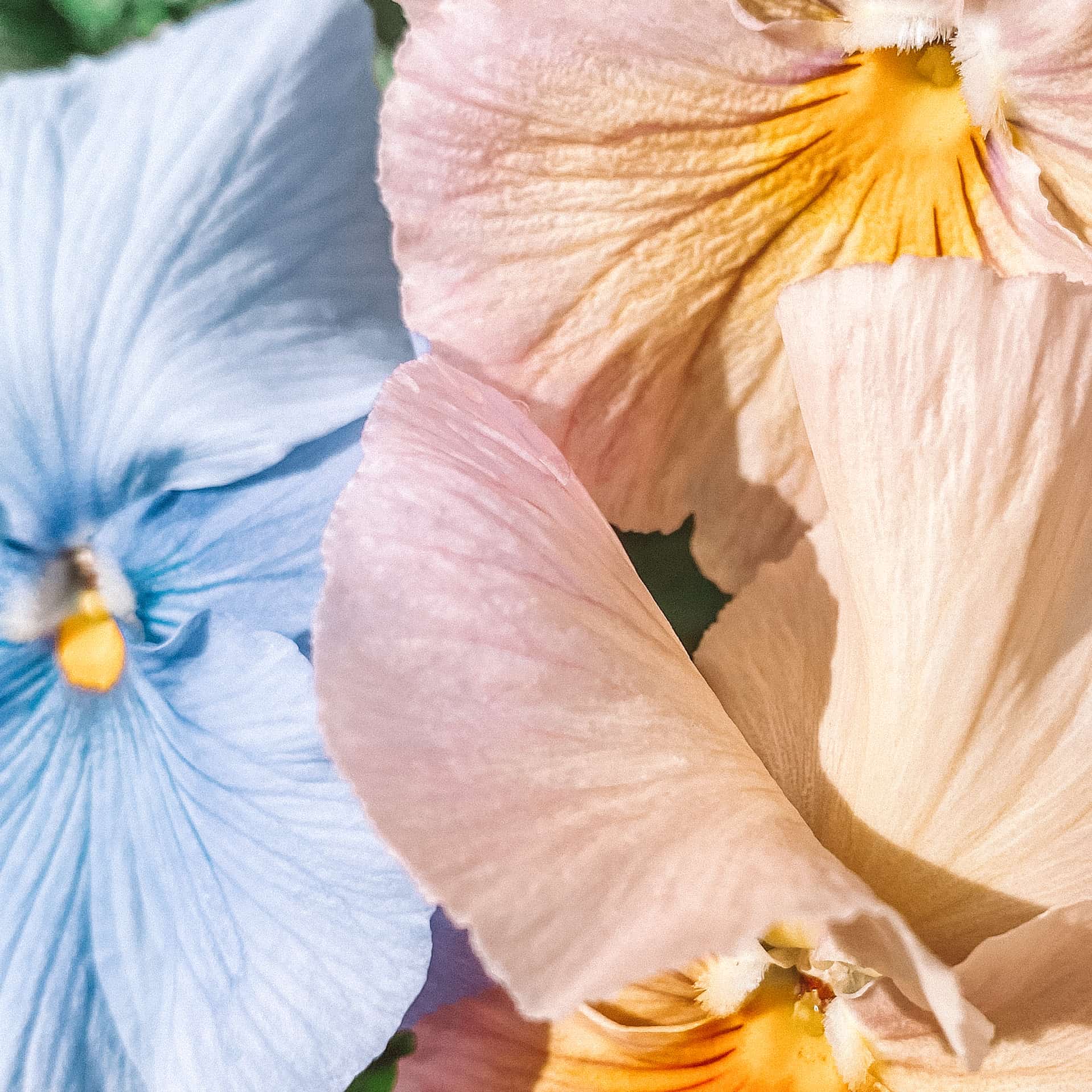 Close-up of delicate flower petals, blue and pink with yellow centres.