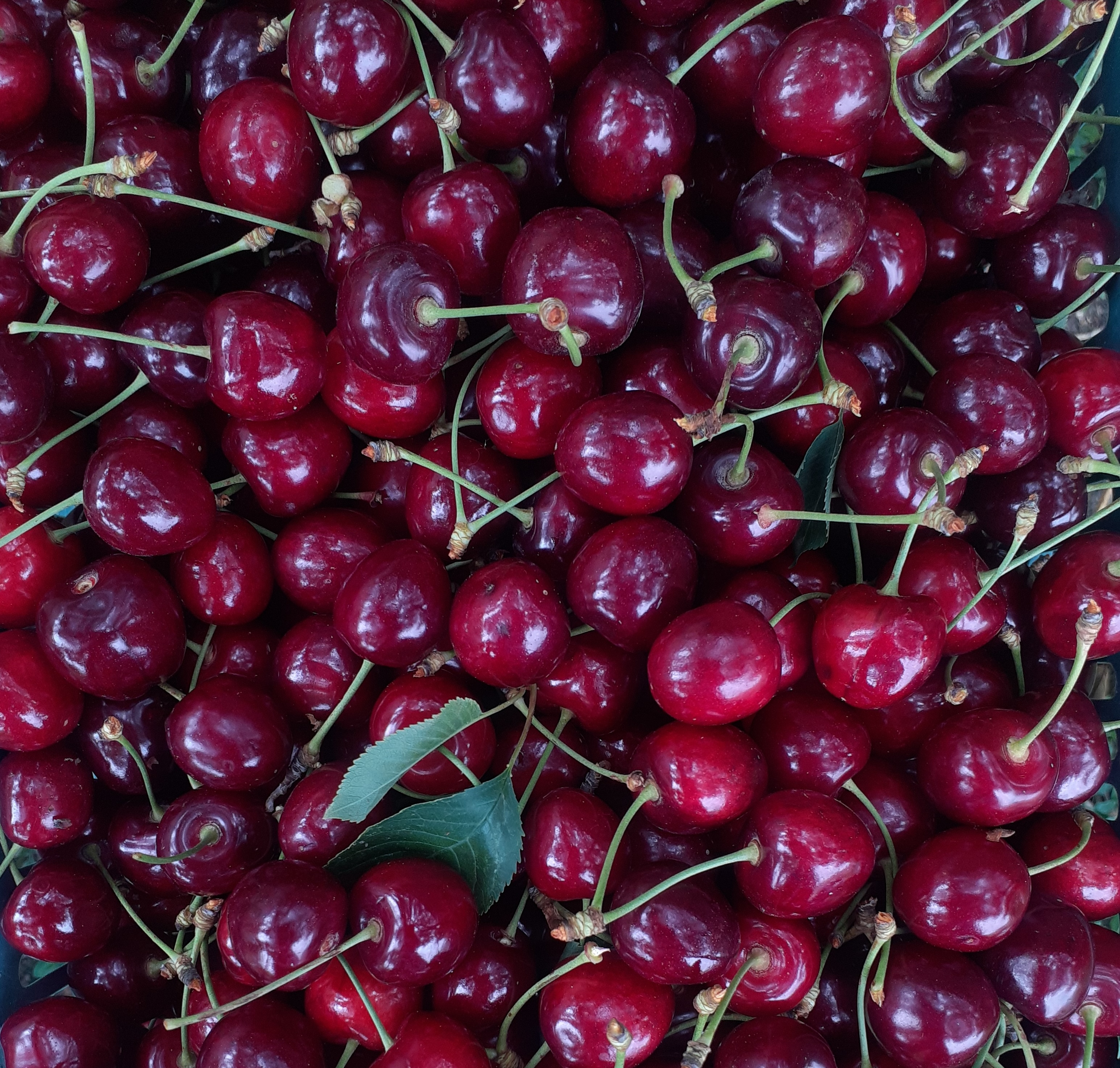 Close up of cherries.