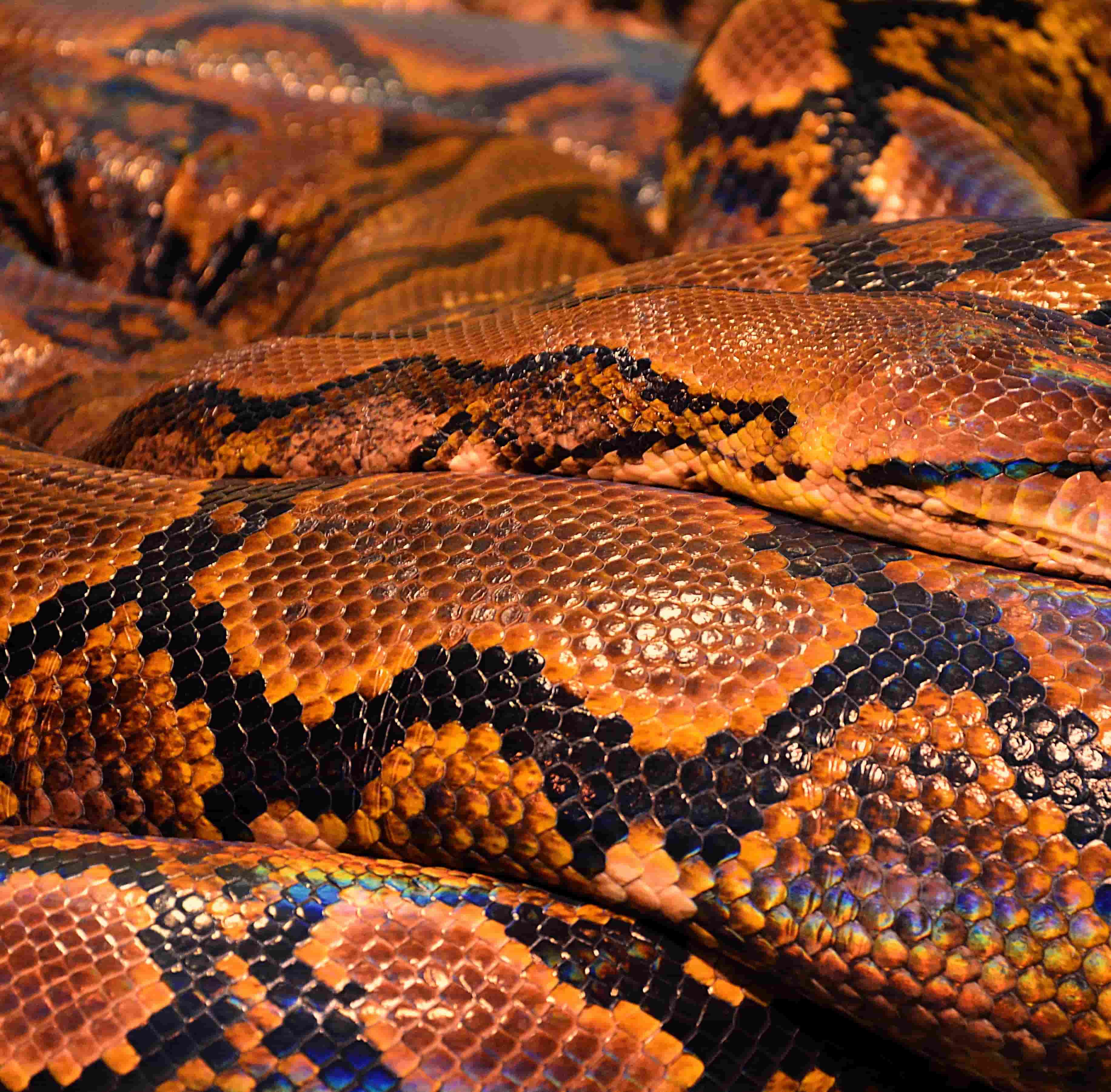 Close-up of a coiled snake with shimmering orange, black, and iridescent scales, against a textured background of overlapping coils.