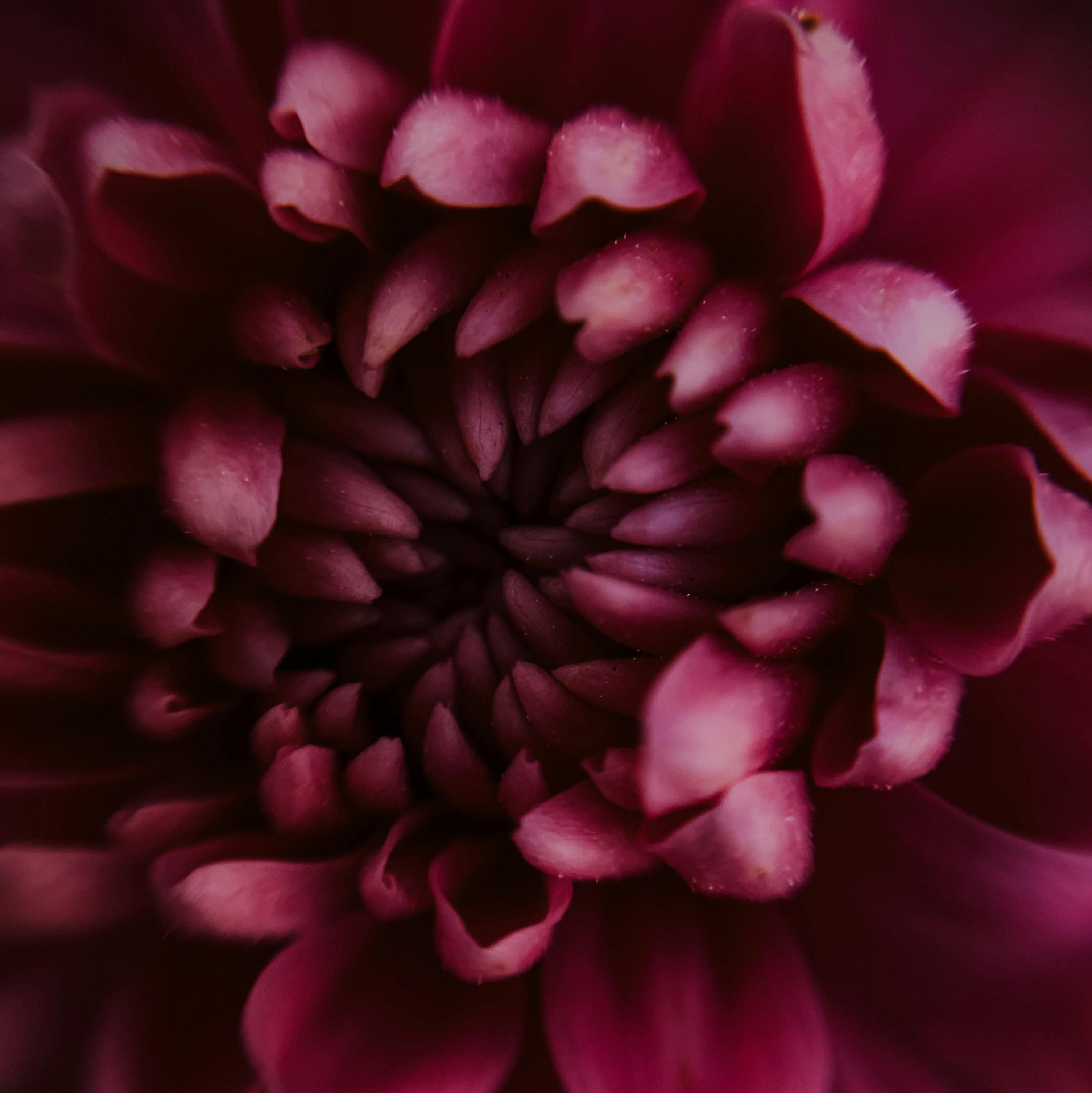 Dark pink petals in the middle of a peony flower.