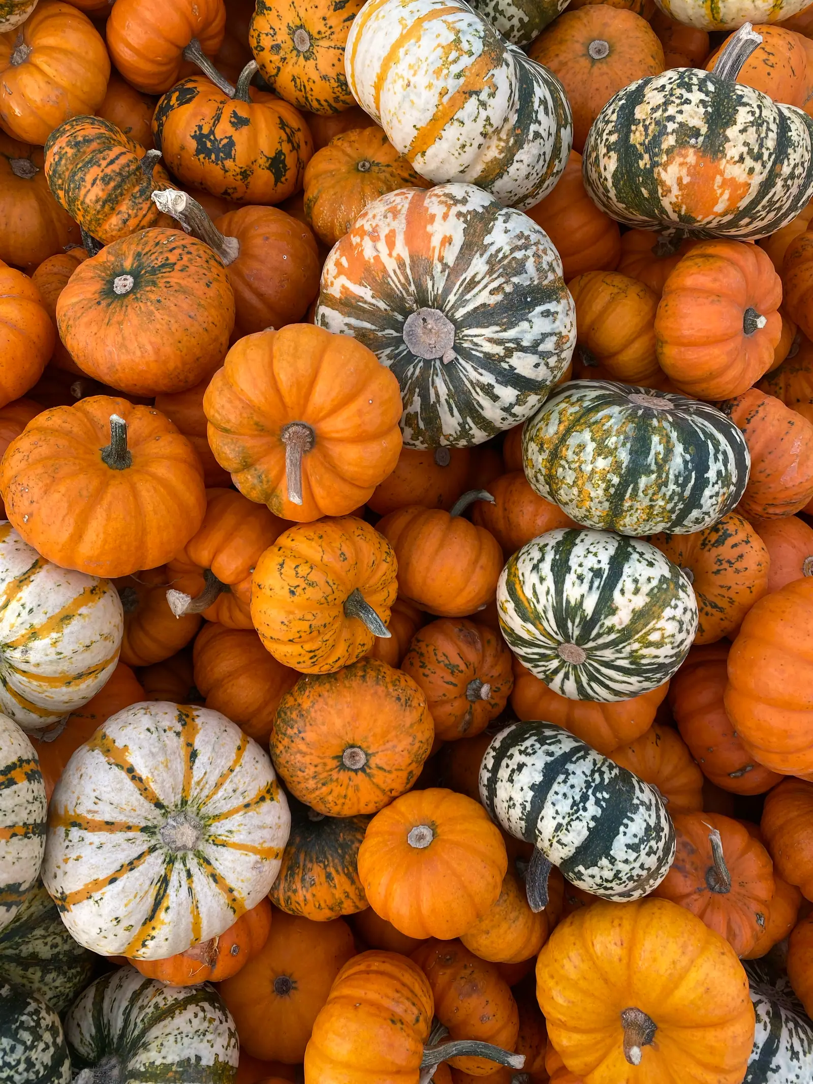 Overhead view of a colorful pile of mini pumpkins and gourds, mostly orange with some cream-and-green striped varieties mixed in.