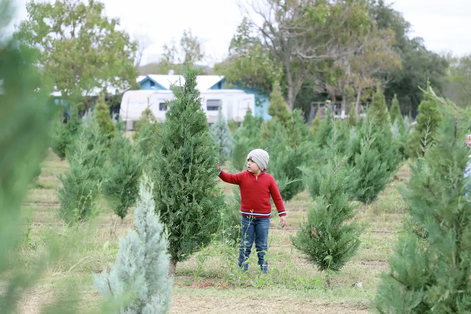 Christmas Tree Lots, Farms Deepen Roots for Family Holiday Traditions