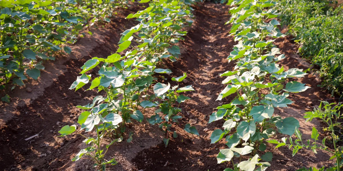 Green enterprises and climate resilience