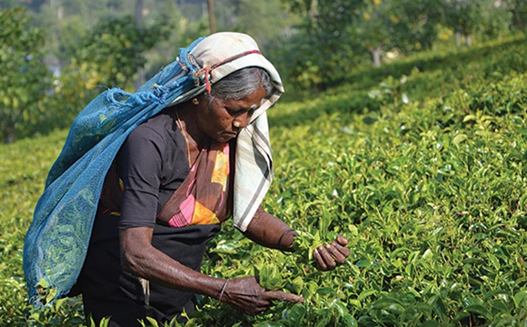 hand-in-hand-india-global-presence-sri-lanka