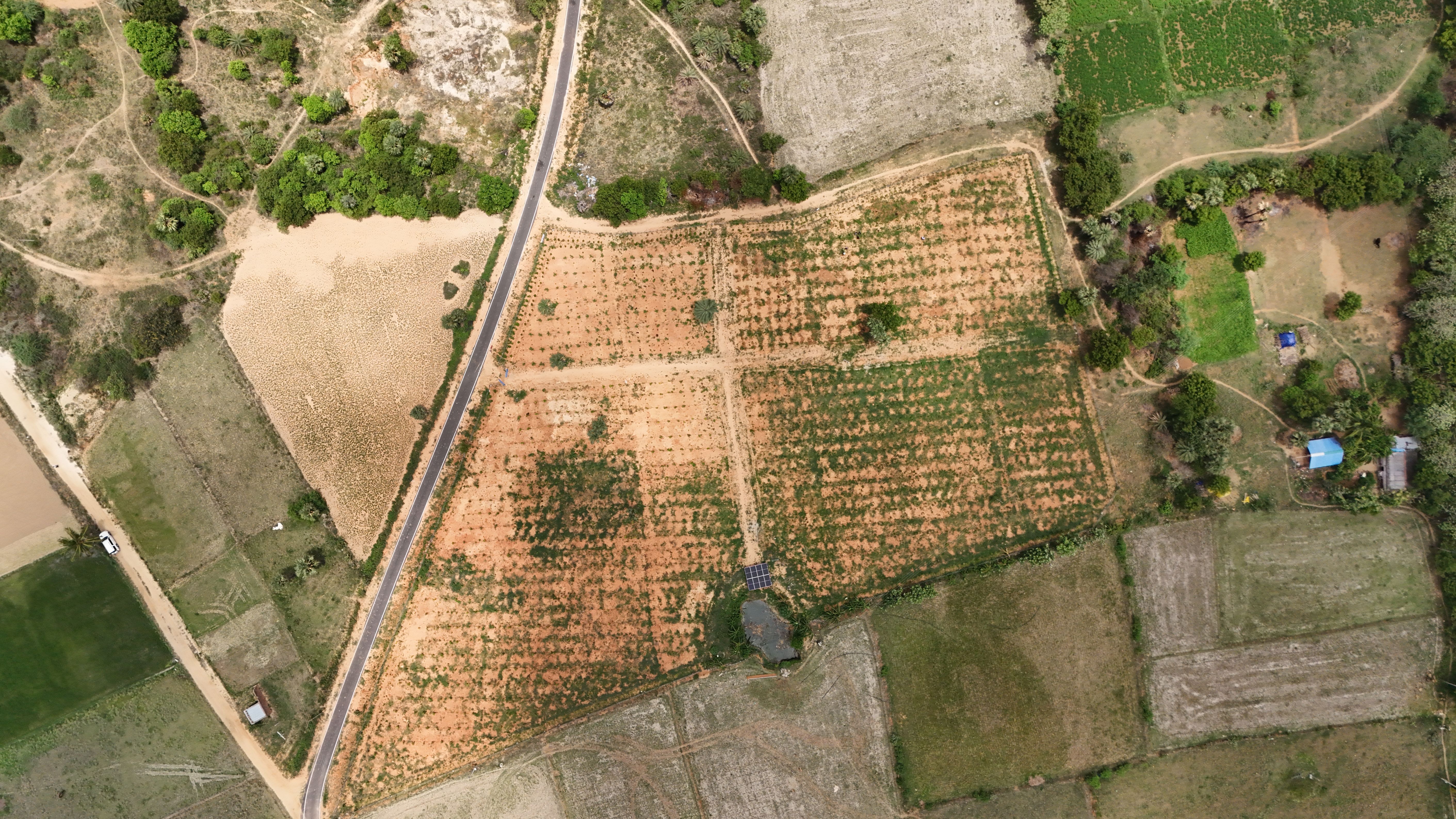 Miyawaki forests and native plantations