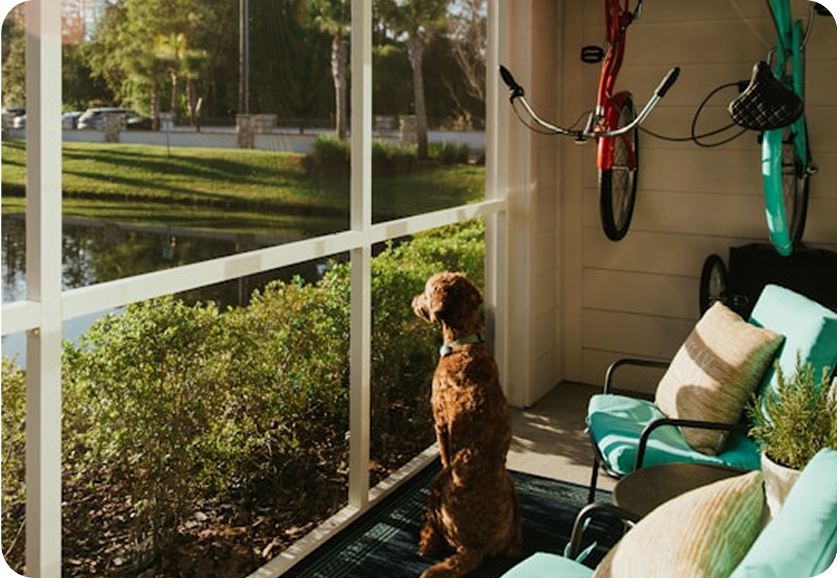 ["Avkopplande brun hund på en solig veranda omgiven av grön gräsmatta, träd, blågrön stolar och cyklar i en lugn bakgårdsmiljö."]