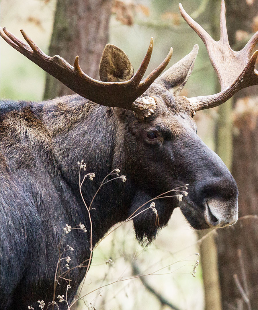 A moose in the woods