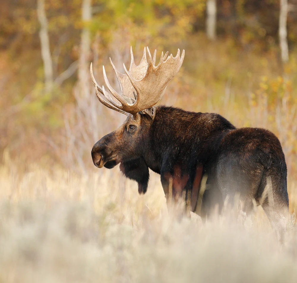 A moose in a field