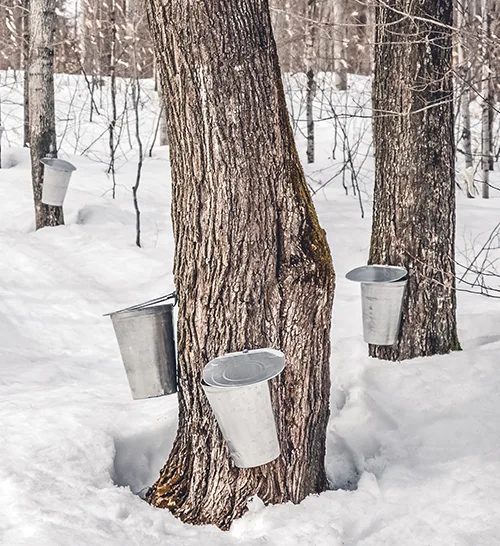 Sugar maples in early spring with sap buckets.
