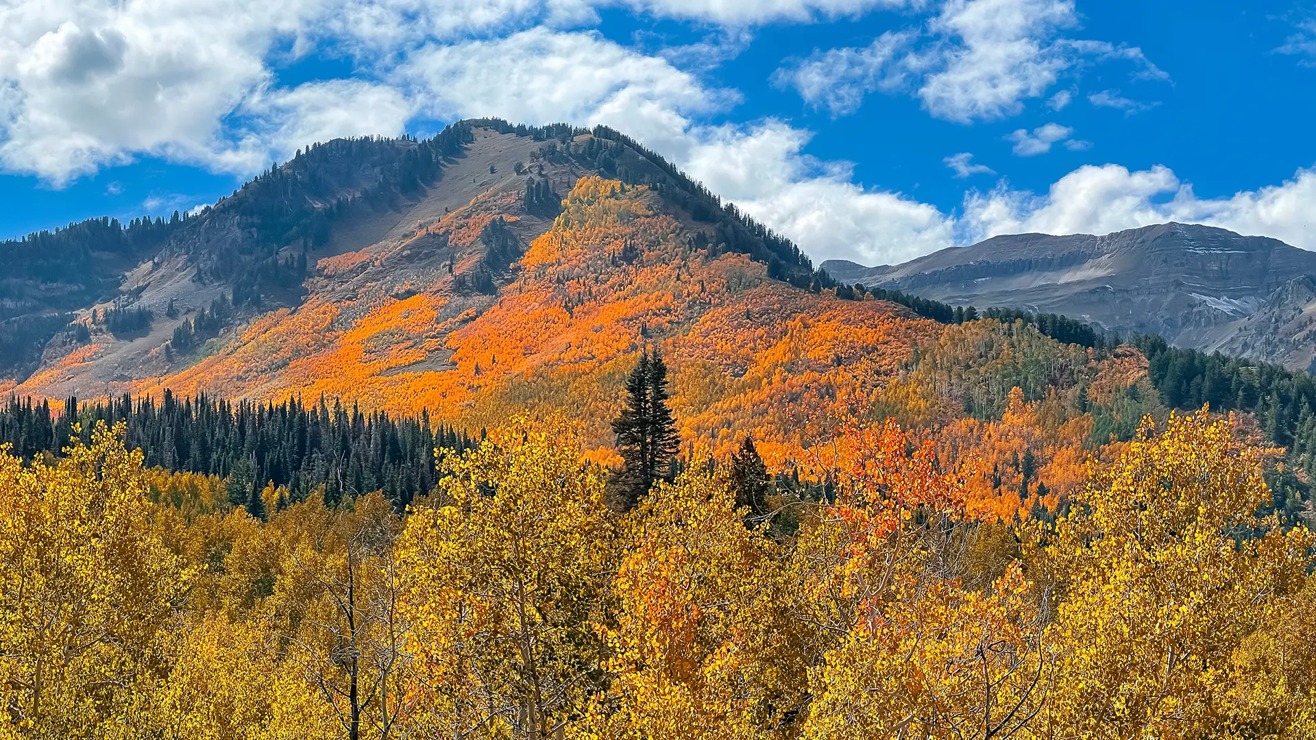 Vibrant autumn foliage on a mountainside near Midway, Utah, with golden and orange aspen trees under a bright blue sky.