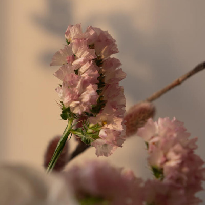 Winterlicht in bloemen