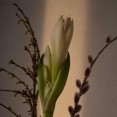 Winterlicht in bloemen