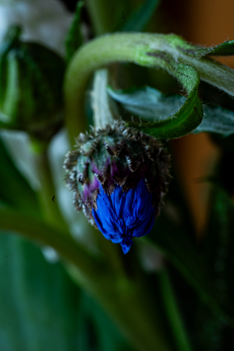 Van krulwilg tot korenbloem