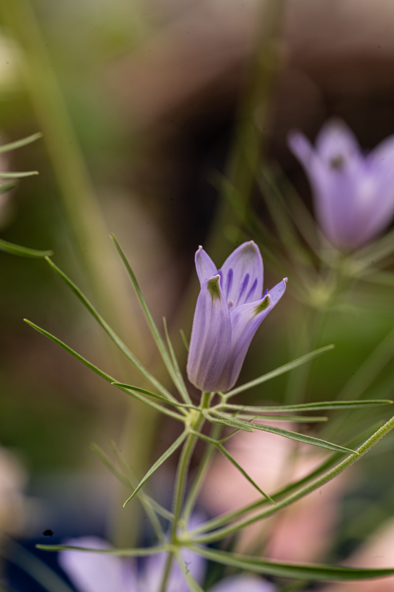 Met de bijzondere Camassia in de hoofdrol