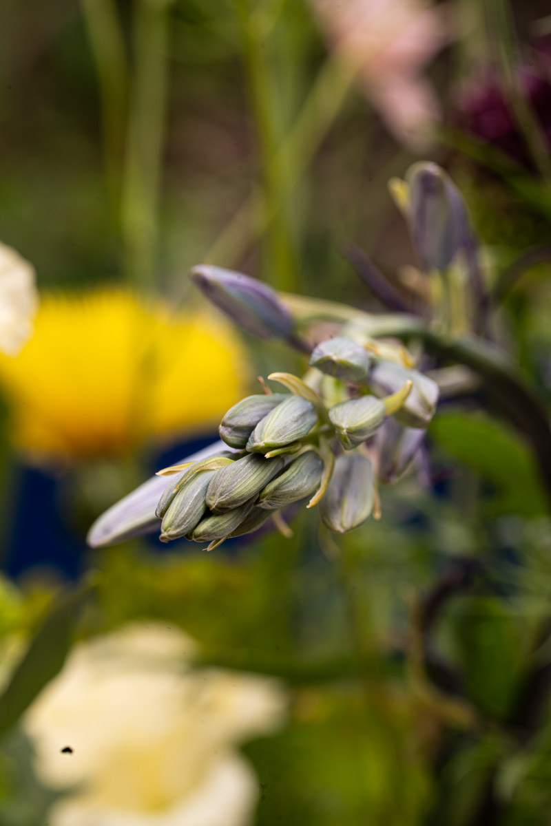 Met de bijzondere Camassia in de hoofdrol