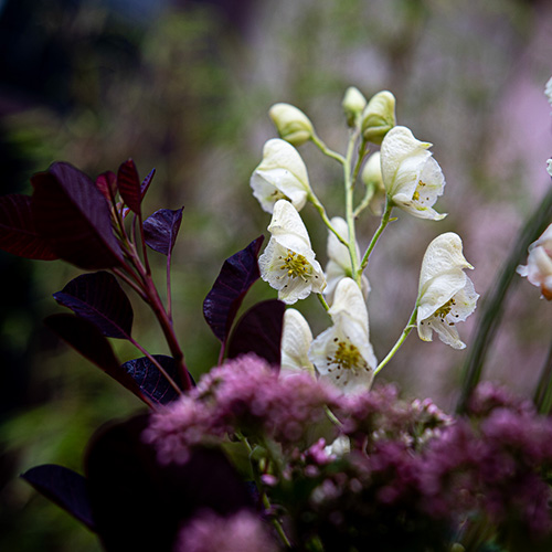 Aconitum in het boeket van de week van Bloemenatelier