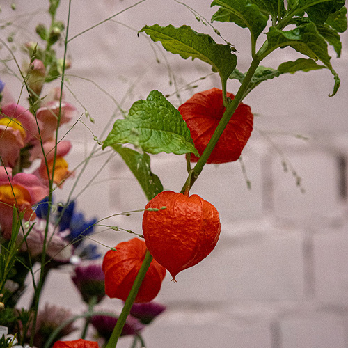 Physalis in het boeket van de week van Bloemenatelier