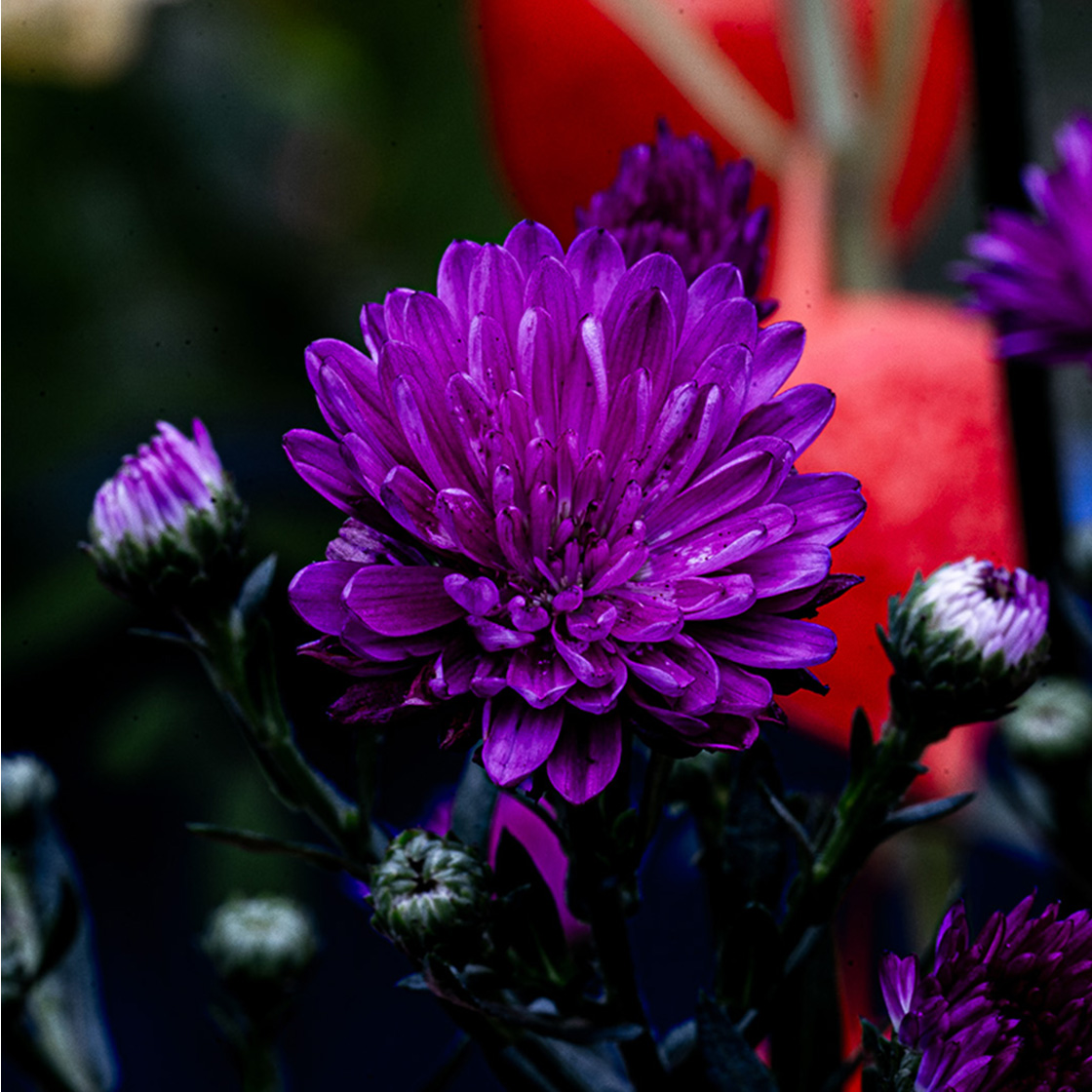 Aster in het boeket van de week van Bloemenatelier
