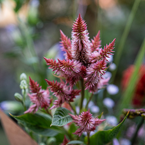 Celosia in het boeket van de week van Bloemenatelier