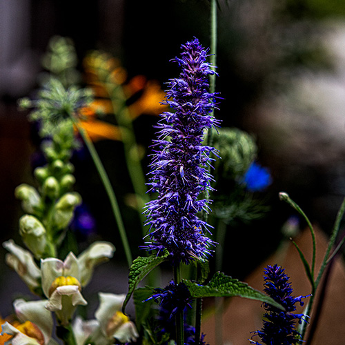 Agastache in het boeket van de week van Bloemenatelier