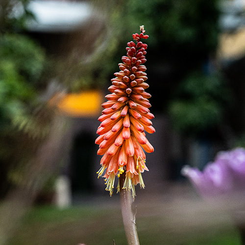 Kniphofia in het boeket van de week van Bloemenatelier