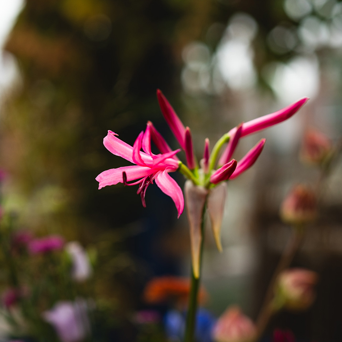 Nerine in het boeket van de week van Bloemenatelier