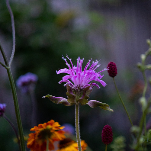 Monarda in het boeket van de week van Bloemenatelier