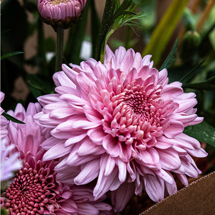 Chrysant Gompie in het boeket van de week van Bloemenatelier
