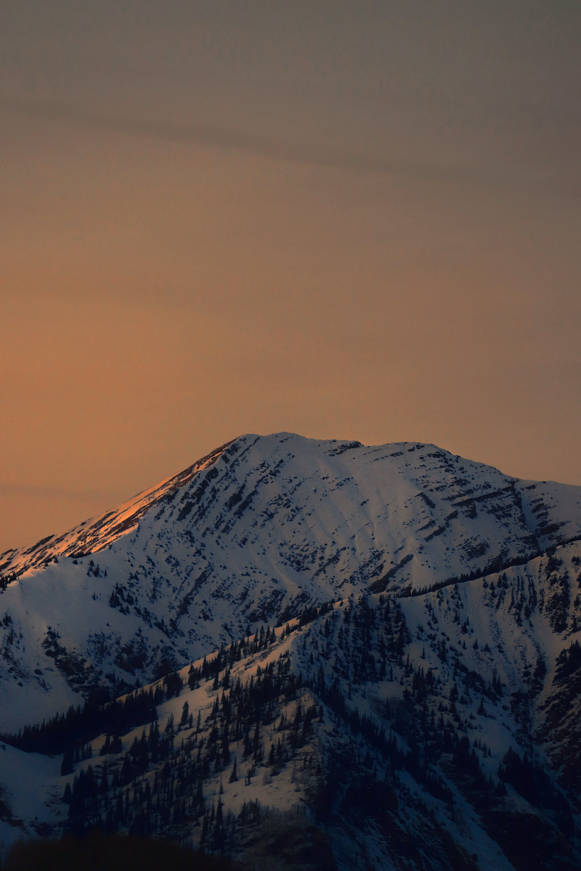 Snow-covered mountain peak with trees, illuminated by warm sunset light against a clear sky.