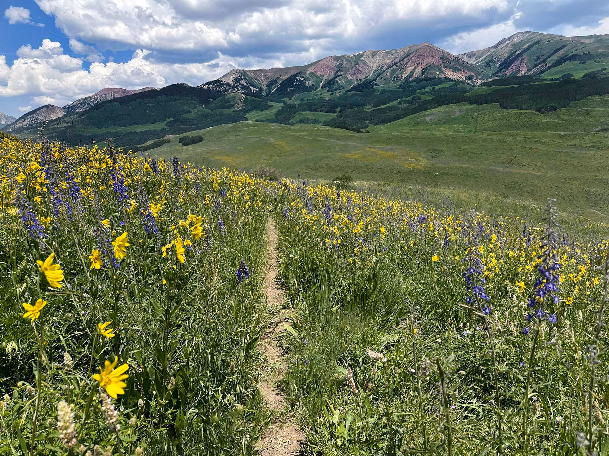 Narrow dirt trail through wildflowers with yellow and purple blooms and mountains under a blue sky.
