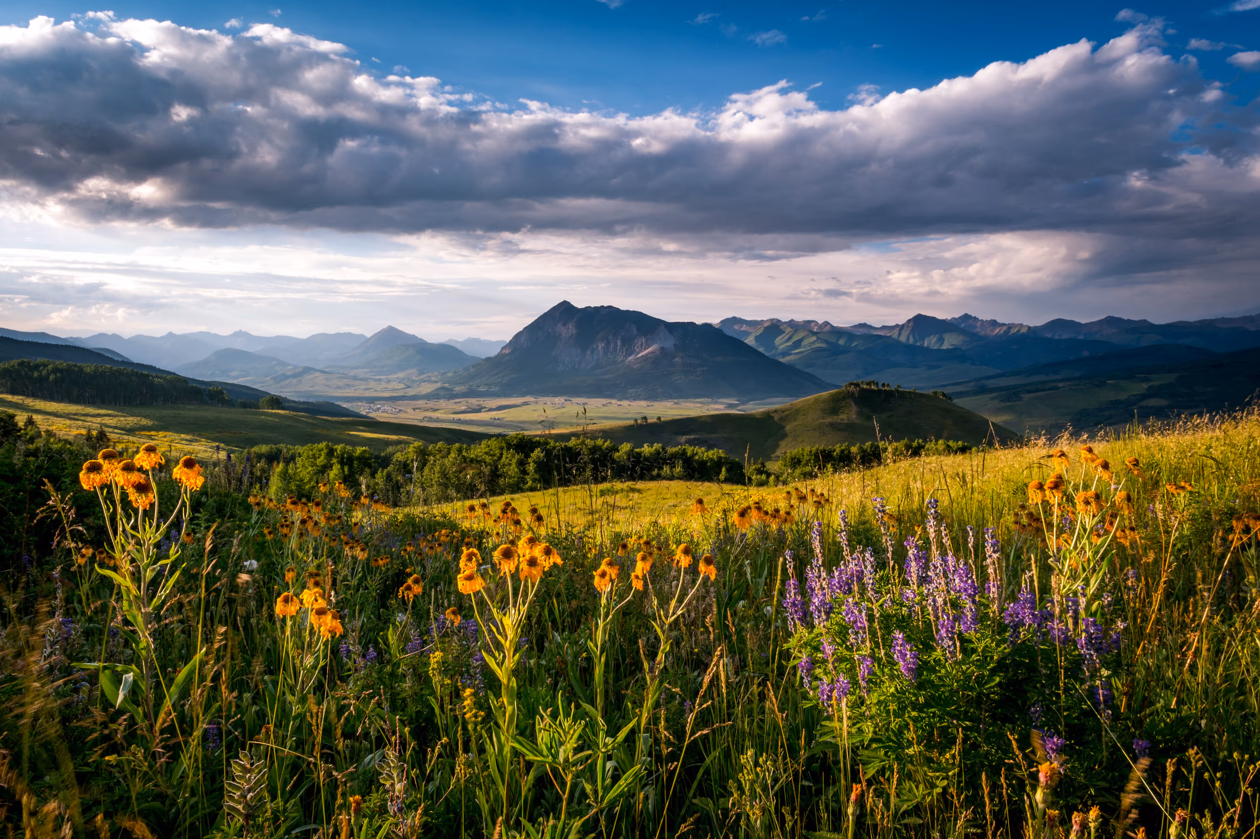 Wildflowers in a sunlit meadow with green hills and mountains under a partly cloudy sky.